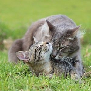 Meet your Posher, Phyllis